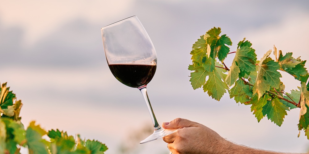 Vinos minerales, afrutados o estructurados: cómo identificar tu estilo