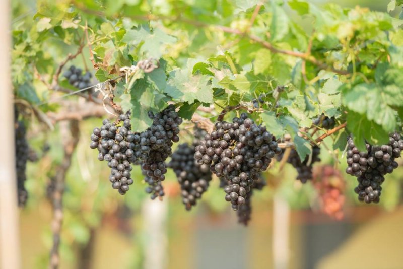 Rebsorten im Rotwein: Kennen Sie ihre Eigenschaften