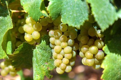 Las uvas autóctonas del vino húngaro: Furmint, Hárslevelű y más
